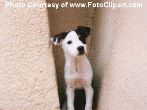 Puppy by FotoClipart.com