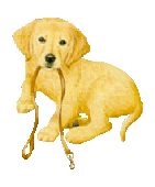 Golden retriever pup with leash - graphics by Inge
