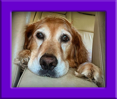 Miss Ellie's Memorial