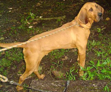 golden retriever bloodhound mix puppies